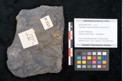 Foto (Objekt + Etikett) von Cupanites novae zeelandiae Ettingshausen (NHMW-GEO-2024-0188-10253)